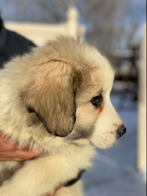 Puppy eight