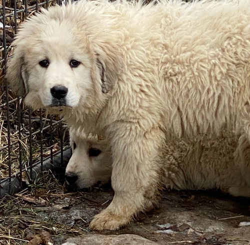 Puppy 9