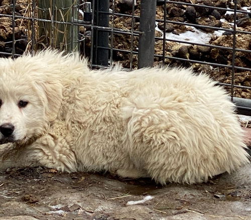 Puppy 10
