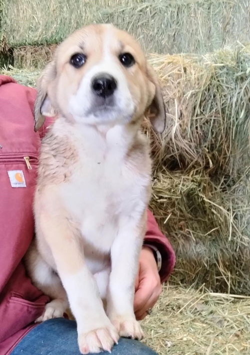 Puppy Molly