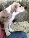 Puppy Molly