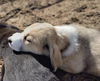 Puppy Molly
