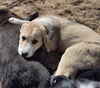 Puppy Molly