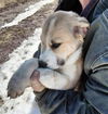 Puppy Molly