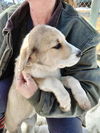 Puppy Molly