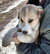 Puppy Molly