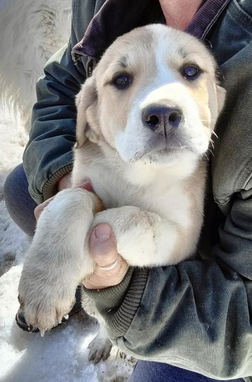 Puppy Tolly