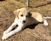 Puppy Tolly