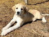Puppy Tolly