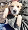 Puppy Tolly