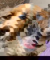 Tucker pup