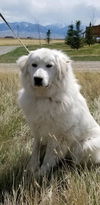 Rosie