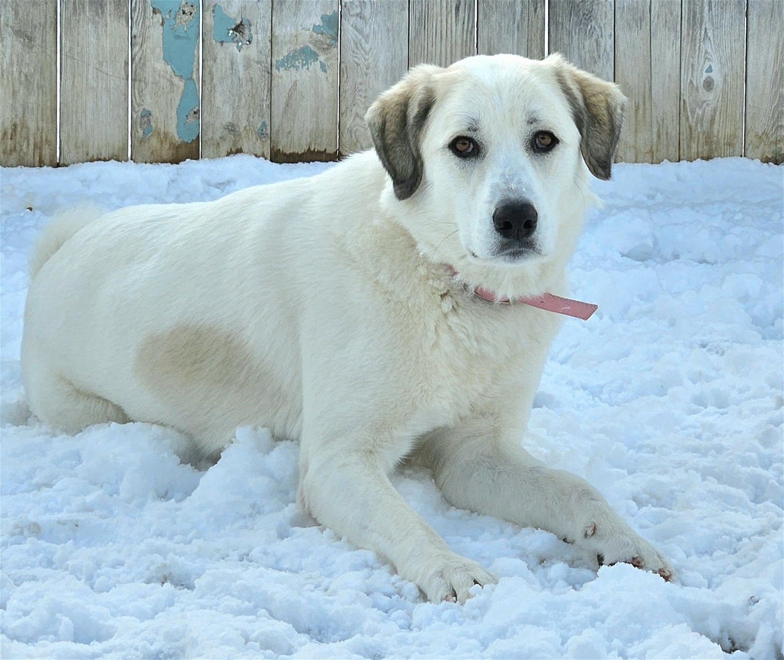 adoptable Dog in Hamilton, MT named Anna
