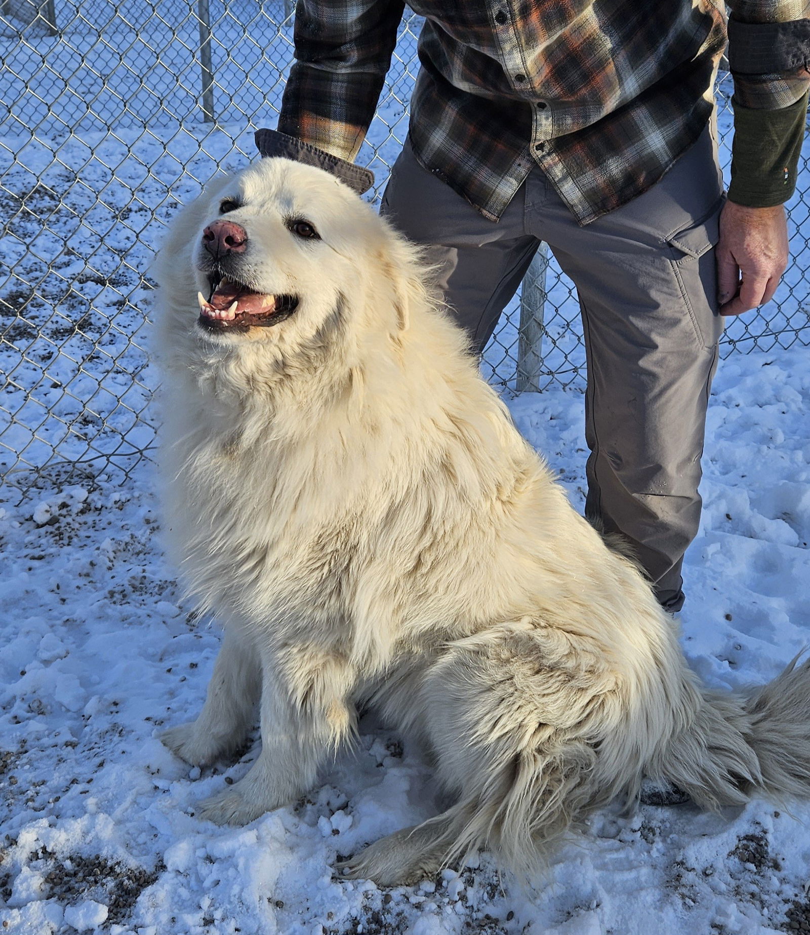 adoptable Dog in Hamilton, MT named Bodi