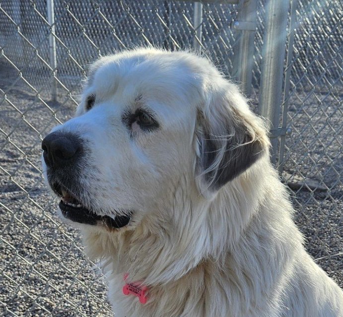 adoptable Dog in Hamilton, MT named Daisy Mae