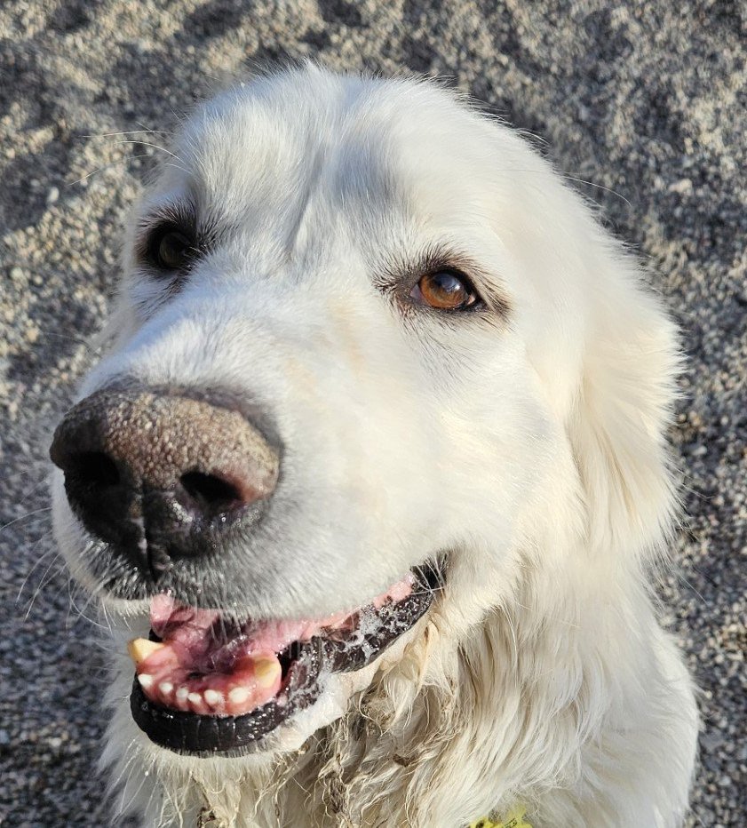 adoptable Dog in Hamilton, MT named Angel