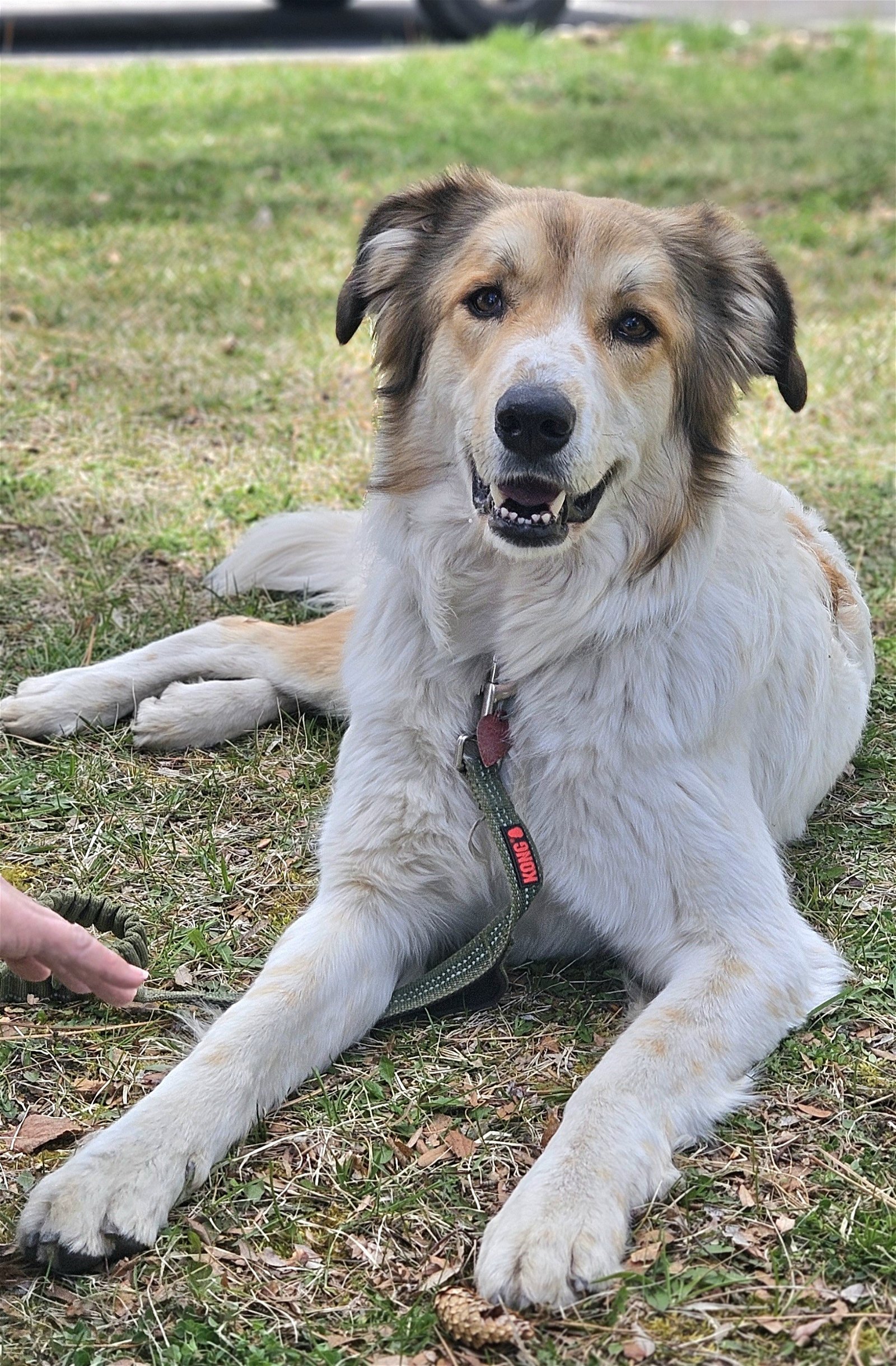 adoptable Dog in Hamilton, MT named Mocha