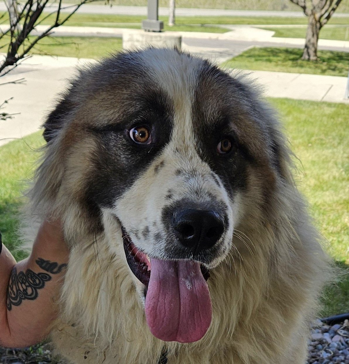 adoptable Dog in Hamilton, MT named Hercules