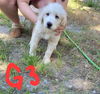 G3- Betsy