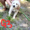 G3- Betsy