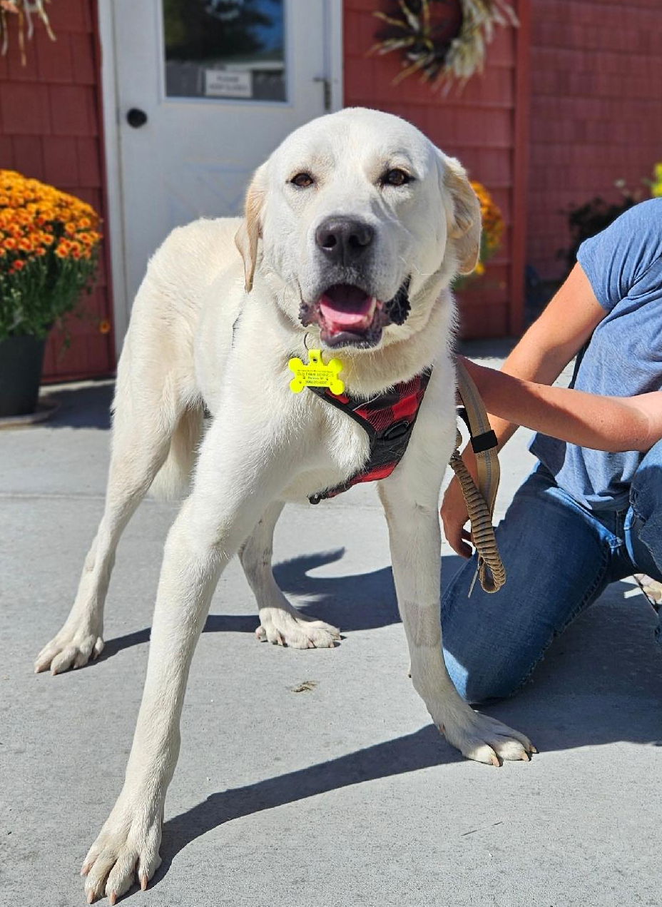 adoptable Dog in Hamilton, MT named Roo