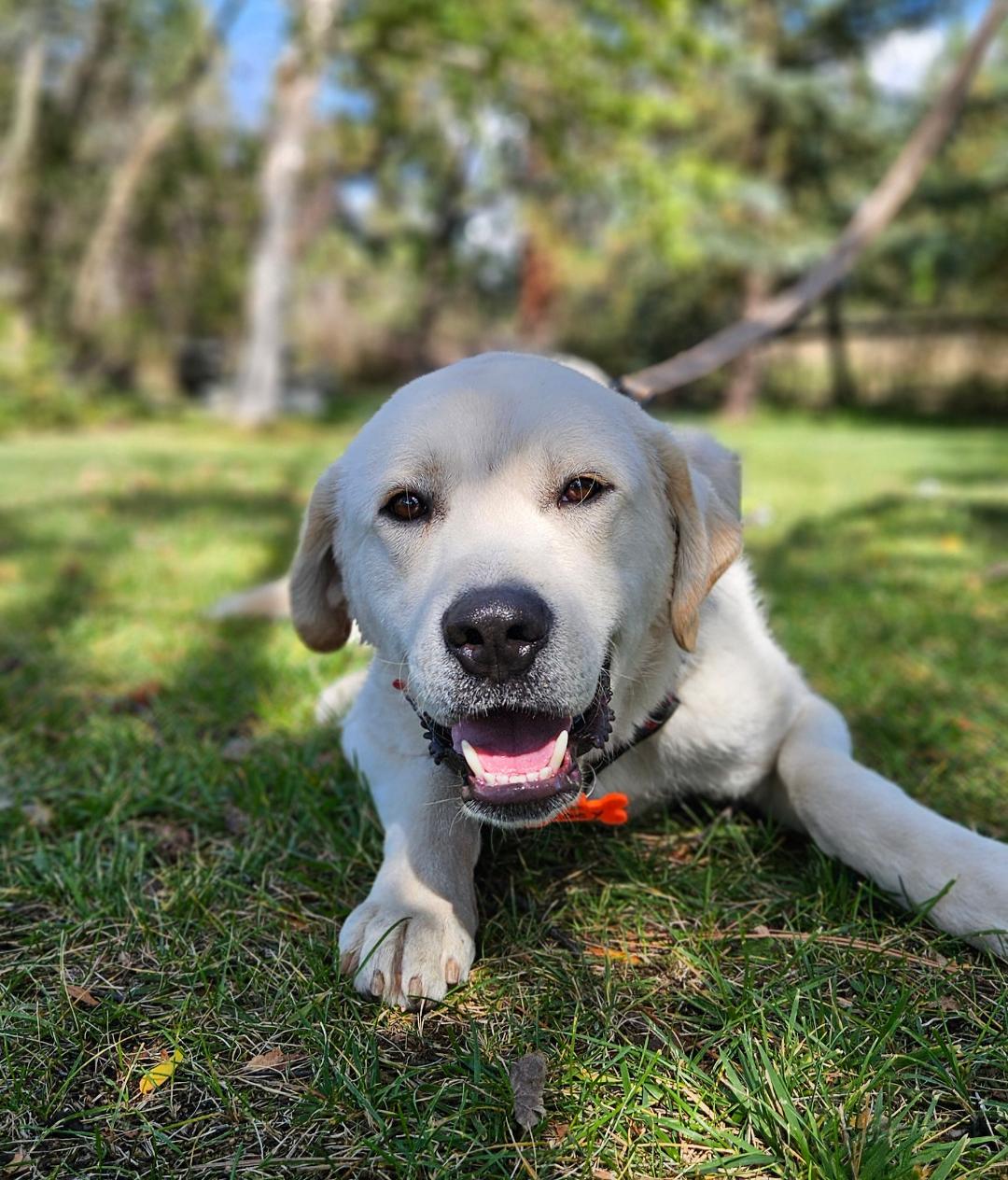 adoptable Dog in Hamilton, MT named Little Joe