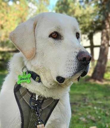 adoptable Dog in Hamilton, MT named Harley