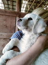 Jack - Puppy