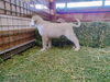 Jack - Puppy