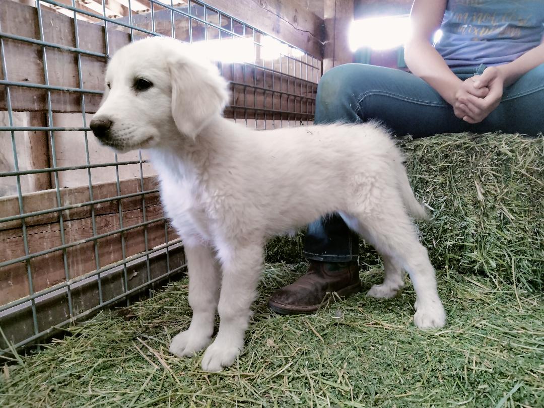 adoptable Dog in Hamilton, MT named Tolly - Puppy