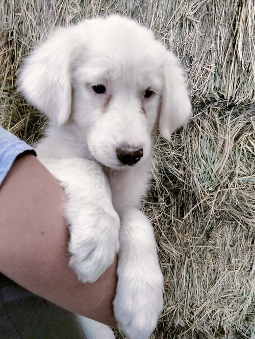 Dolly - Puppy