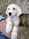 Dolly - Puppy
