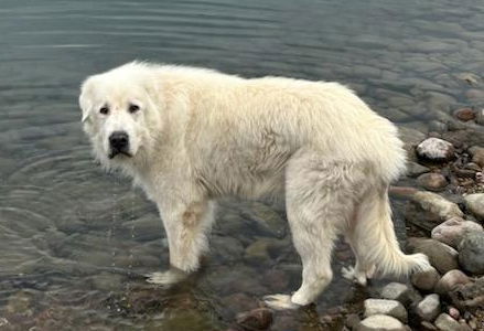 Moose - Senior Dog