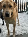 Sadie - Trego