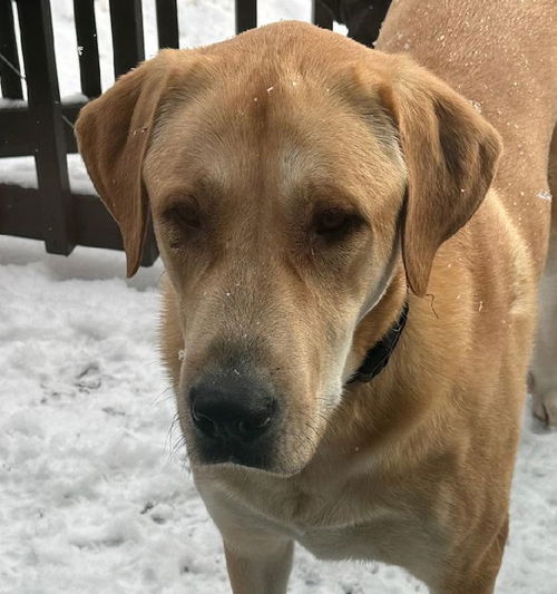 Sadie - Trego