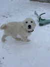 Kelso - Male Puppy