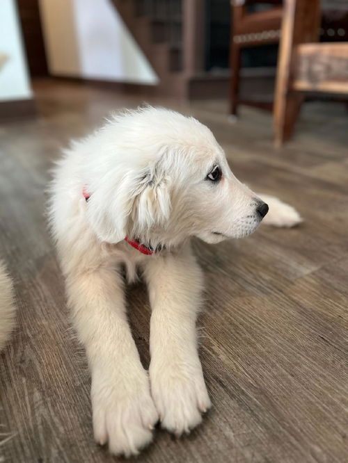 Red - Male Puppy