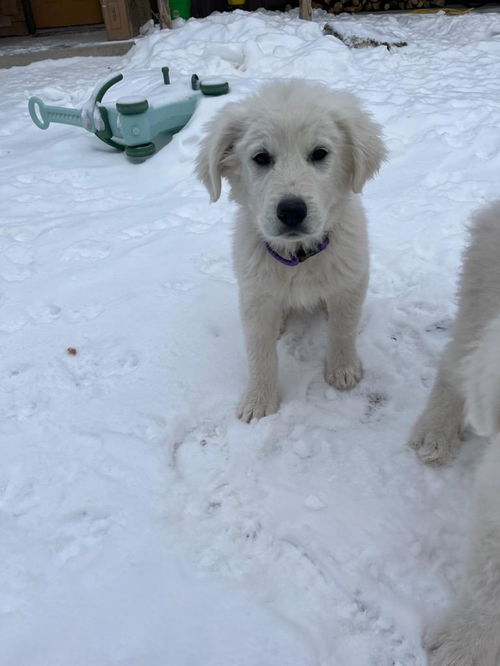Donna - Female Puppy