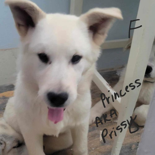 Princess