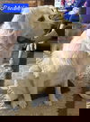 Bo