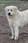Tucker