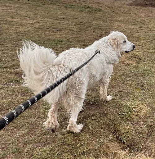 Hazel