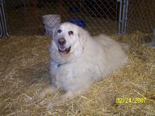 Powder-ADOPTED