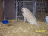 Powder-ADOPTED