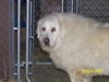 Powder-ADOPTED