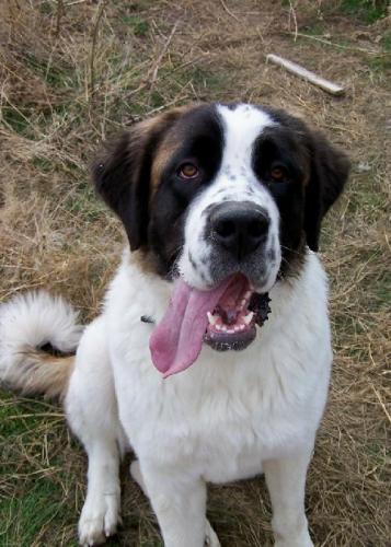 Gretel-ADOPTED