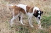 Gretel-ADOPTED