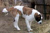 Gretel-ADOPTED