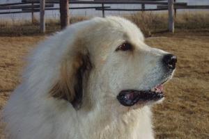 Honey Bear