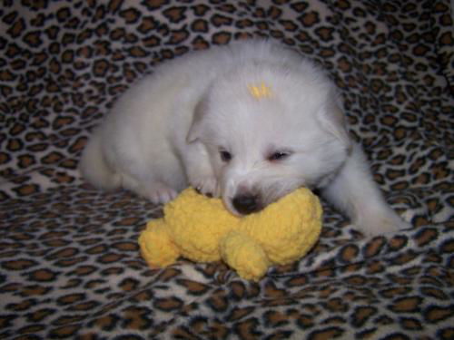 Polar